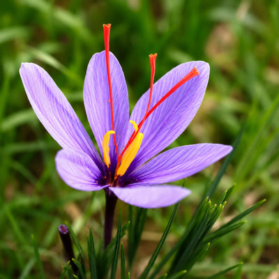 Saffron Flower